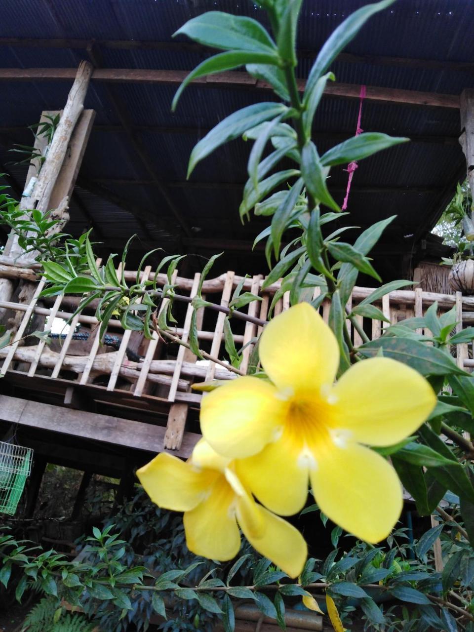 Tree Lodge Banlung Luaran gambar